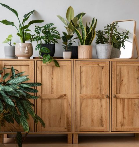 piante-d-appartamento-in-studio_23-2151022094